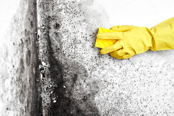 Trusted Levittown, PA Mold Removal Experts