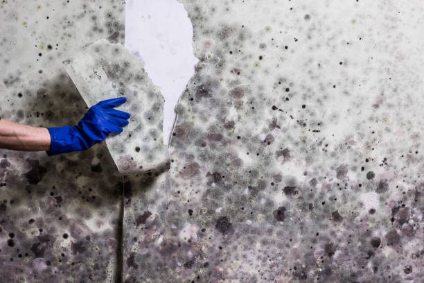 Best Commercial Mold Removal  in Levittown, PA