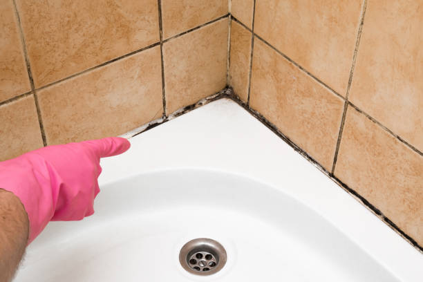 Best Professional Mold Removal  in Levittown, PA